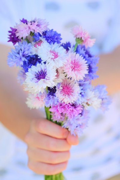 Нежность в цветах