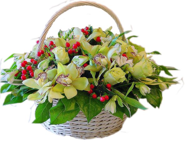 Цветы Эквадор Гиперикум