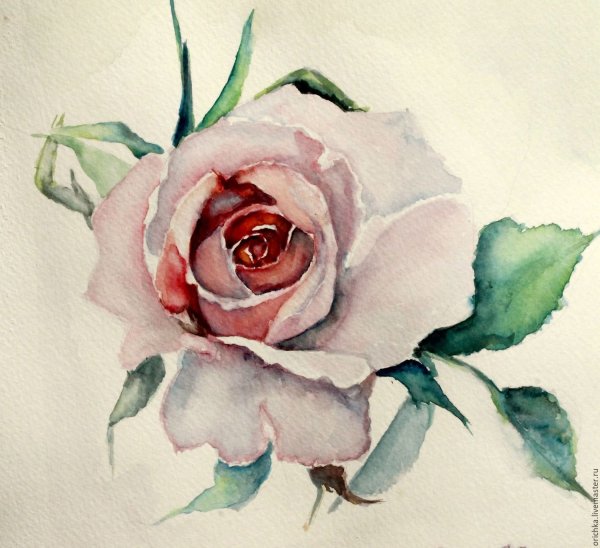 Рисование розы акварелью