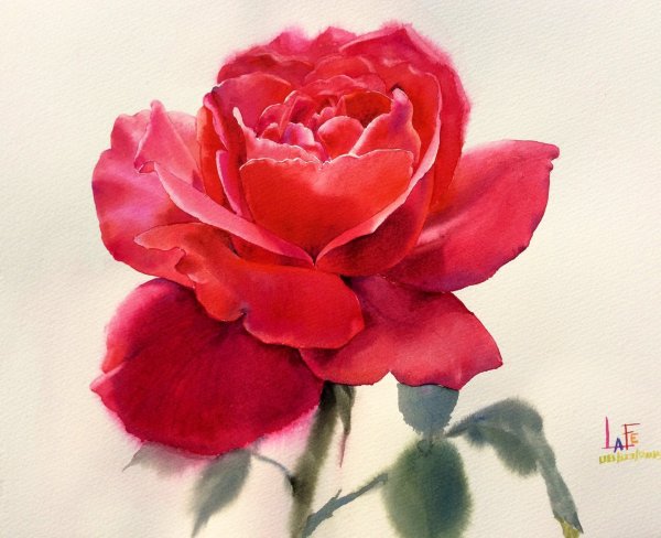 Лафе художник розы