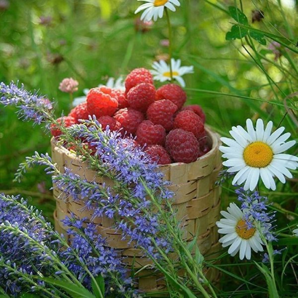 Корзинка с лесными ягодами