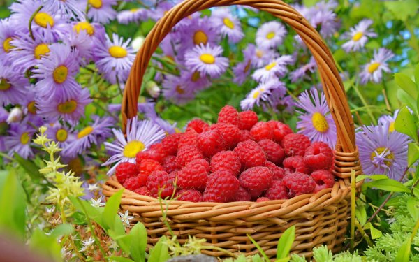 Лето ягоды цветы