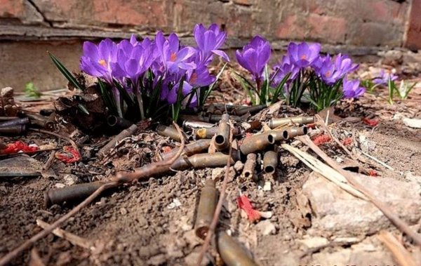 Цветы войны