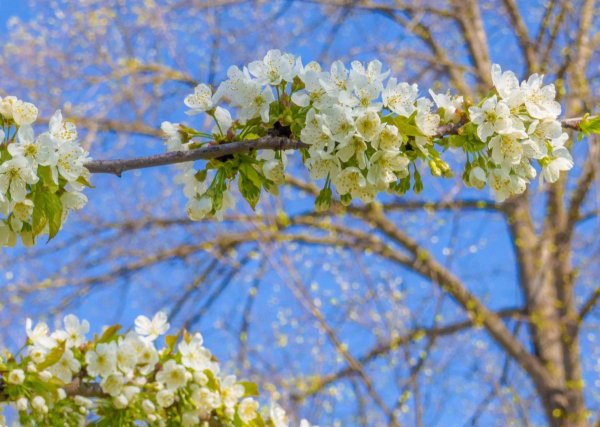 Весна цветение