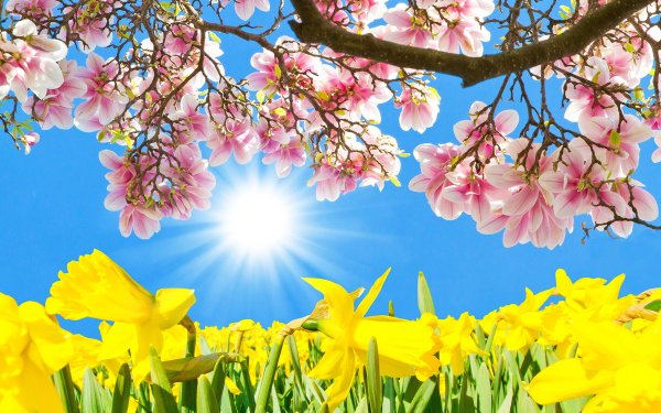 Солнечная Весна