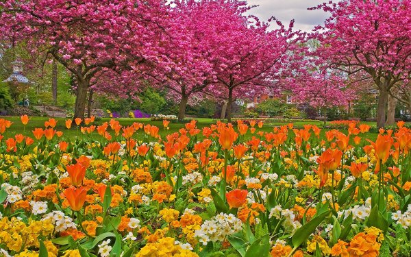 Нидерланды весенний парк Keukenhof
