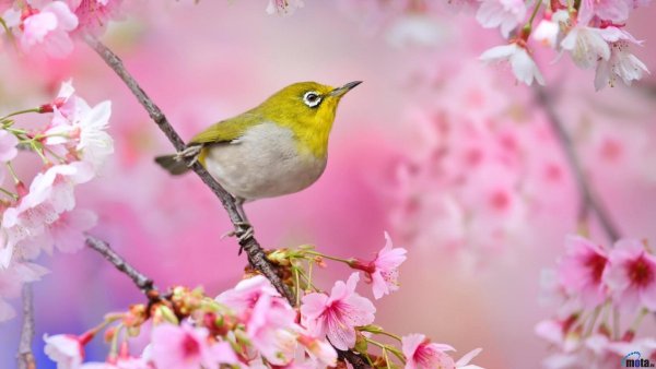 Природа цветы