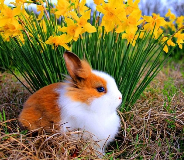 Весенние животные