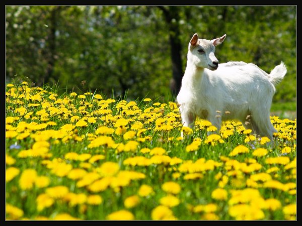 Как изменяется жизнь домашних животных весной