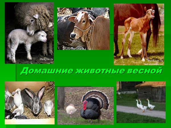 Корова на природе