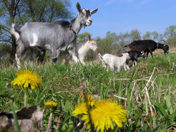 Домашние животные весной