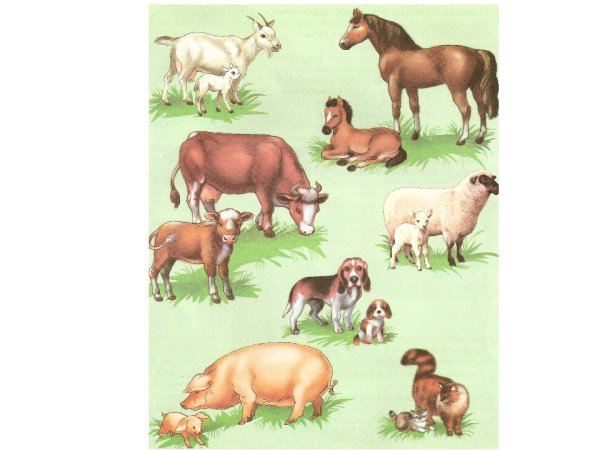 Марджолен Бастин Пасха