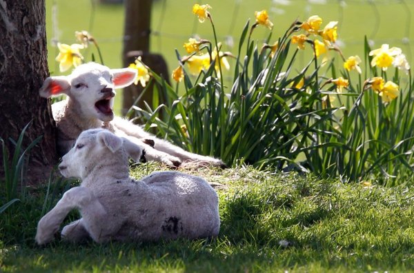 Кролики и птицы