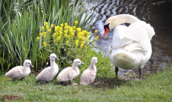 Зверюшки в цветах