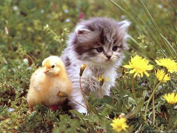 Животные весной для дошкольников