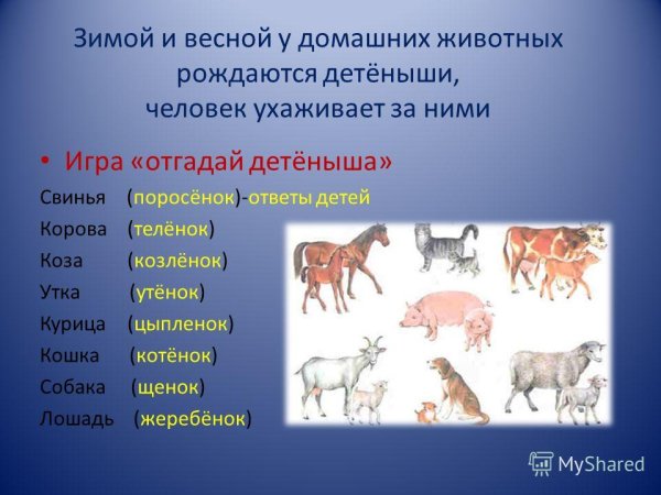 Дикие и домашние животные задания для дошкольников
