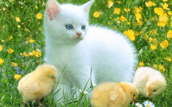 Зайцы на Поляне