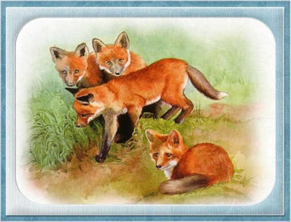 Рыжий котик в цветах