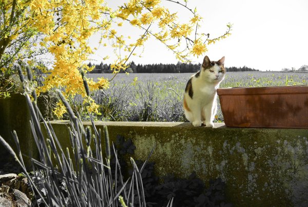 Зайцы на полянке