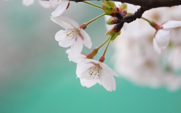 Весенние цветущие ветки