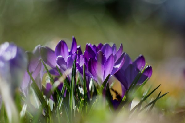 Лавандовый Крокус – Lavender Crocus