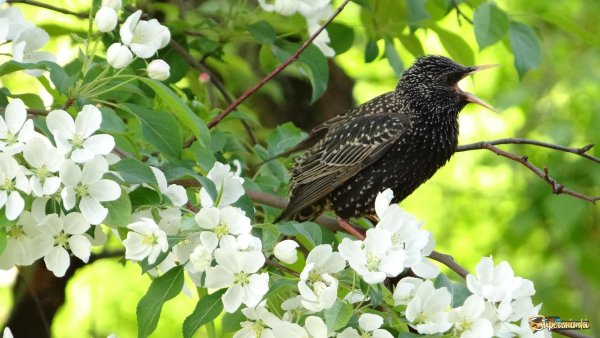 Весенние скворцы