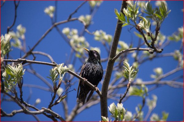 Птицы прилетели