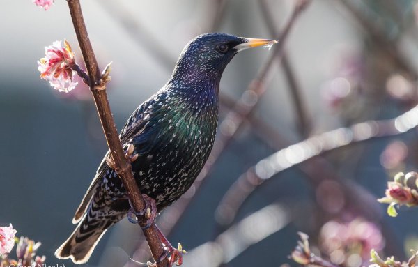 Птицы Дрозды и скворцы