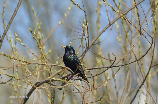 Птицы вестники весны