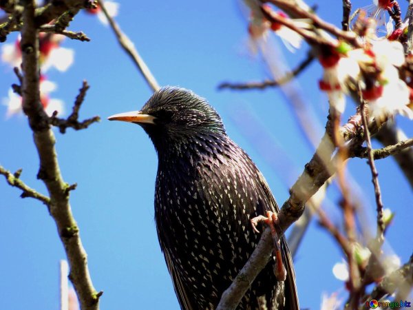 Перелетные птицы Скворц