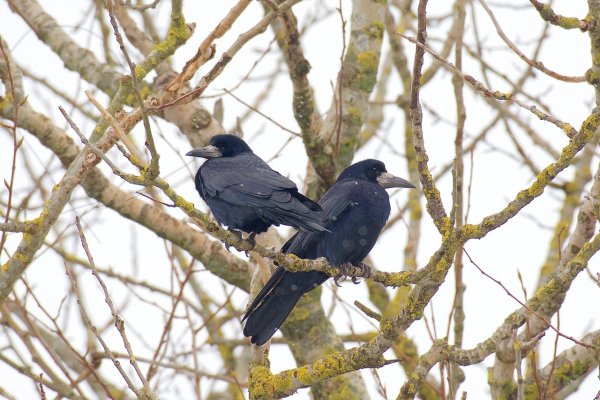 Грач птица в Ленобласти