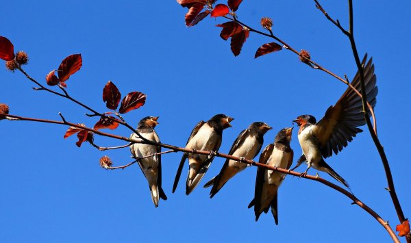 Прилетают перелетные птицы Ласточка