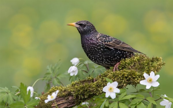 Птицы Подмосковья скворец