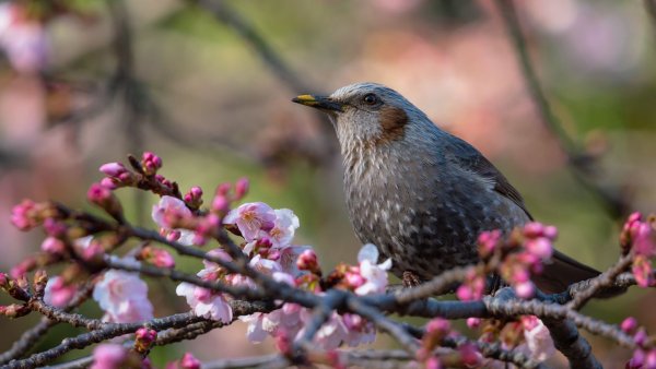 Весенний прилет Скворцов