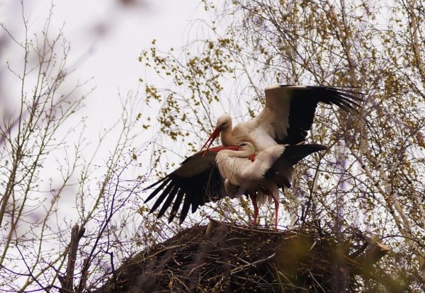 Стая аистов