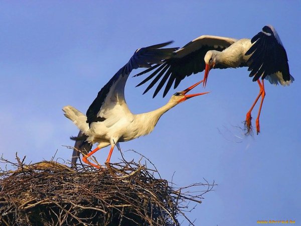 Белый журавль Стерх гнездо