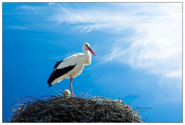 Семья аистов в гнезде