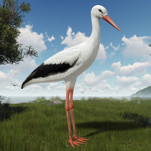 Аист с аистенком