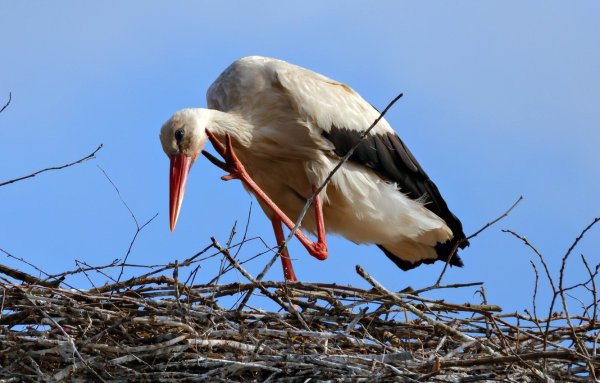 Туркестанский белый Аист