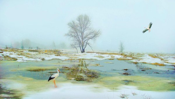 Аист с аистенком