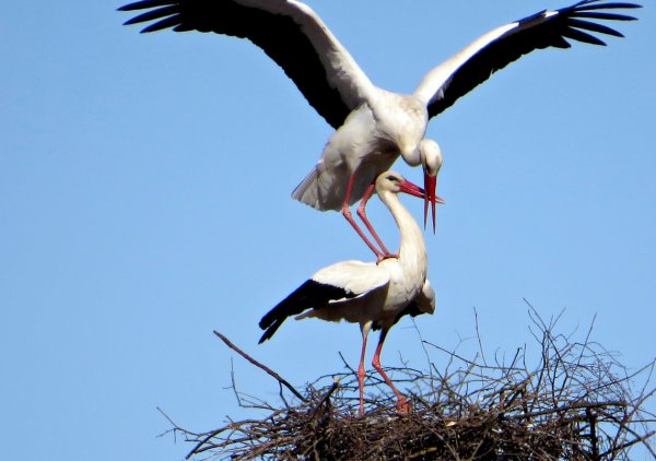 Аист на фоне неба