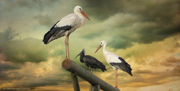 Гнездящиеся птицы Аисты Башкирии