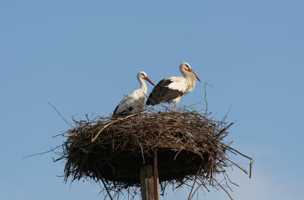 Алмазная мозаика Журавлиная пара