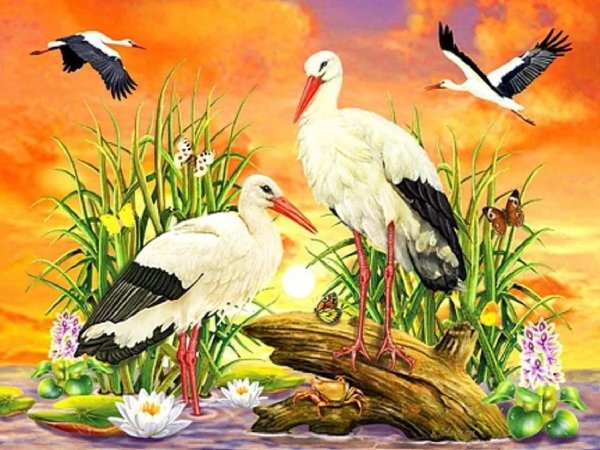 Аист для рисования