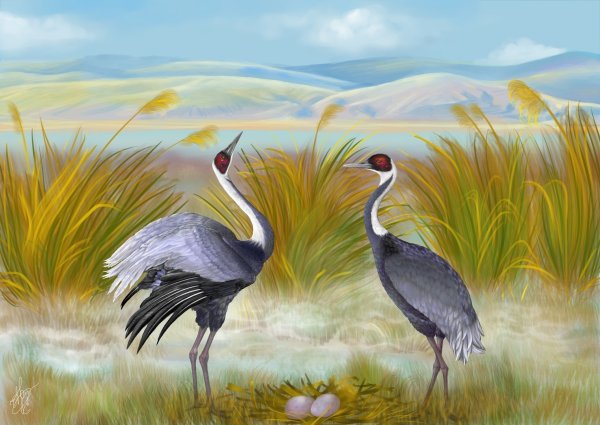 Аист весной