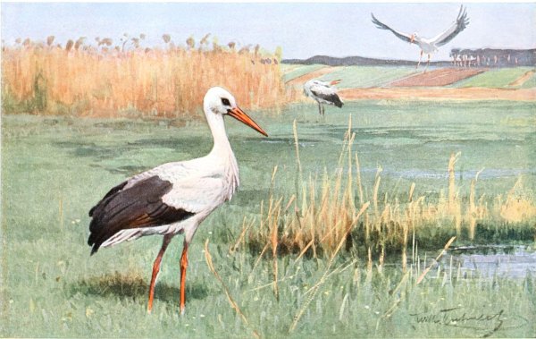 Полесье Аисты