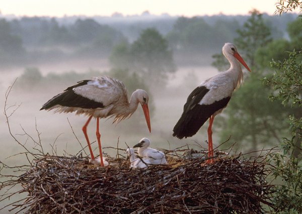 Гнездо журавля