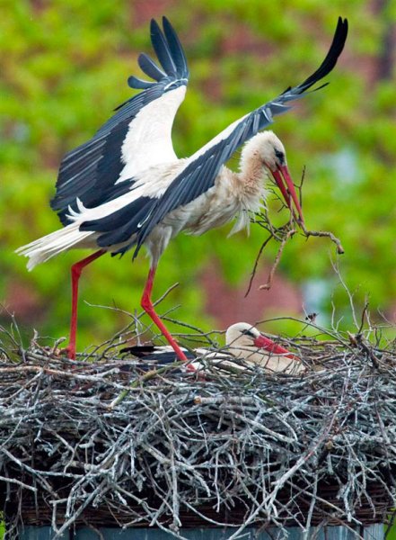 Цапля в камышах
