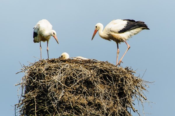 Домик аиста