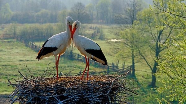 Гнездо аиста на прозрачном фоне